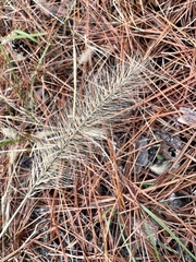 Setaria parviflora