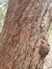 Eucalyptus robusta