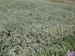 Atriplex portulacoides