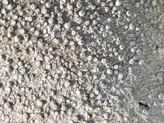 Pertusaria subambigens