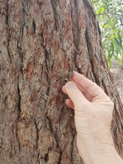 Eucalyptus robusta