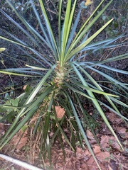 Yucca aloifolia