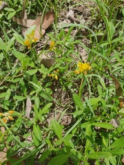 Listia bainesii