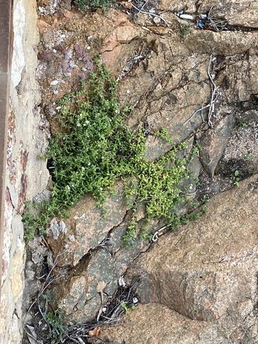 Delosperma invalidum, photograph 1