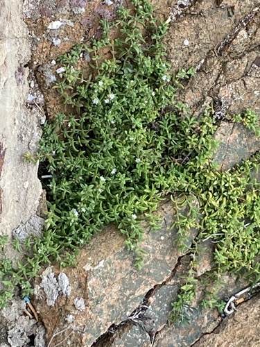 Delosperma invalidum, photograph 2