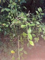 Vaccinium elliottii