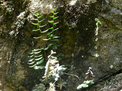 Pellaea calidirupium