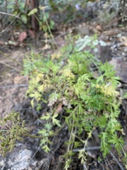 Cymopterus hallii