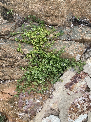Delosperma invalidum, photograph 3