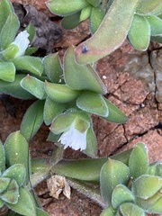 Delosperma invalidum, photograph Marc Riera, CC BY, iNaturalist via GBIF