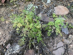 Cymopterus hallii