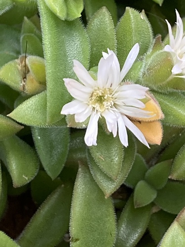 Delosperma invalidum