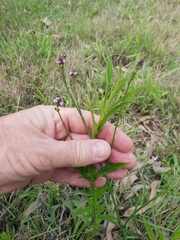 Verbena officinalis