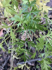 Cymopterus hallii