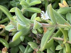 Delosperma invalidum, photograph Marc Riera, CC BY, iNaturalist via GBIF