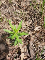 Gomphocarpus physocarpus
