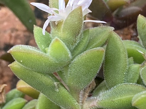 Delosperma invalidum, photograph 6