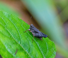 Batrachideini
