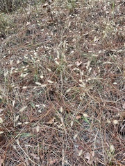 Setaria parviflora