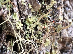 Cladonia transcendens