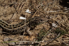 Lacerta agilis exigua