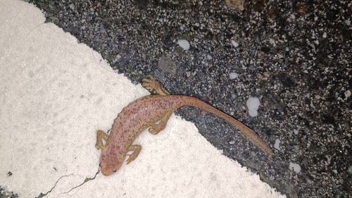 Iberian Ribbed Newt, 6000 Castelo Branco, Portugal, photo 10 of 10