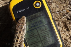 Lacerta agilis exigua