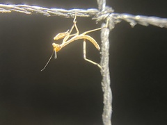 Archimantis sobrina