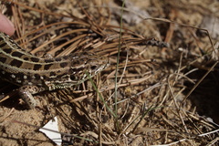 Lacerta agilis exigua