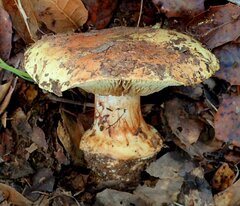 Cortinarius xanthodryophilus