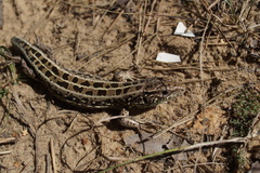 Lacerta agilis exigua
