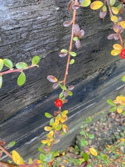 Cotoneaster × suecicus