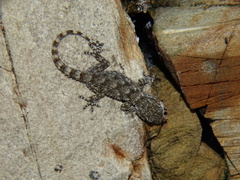 Tarentola mauritanica mauritanica