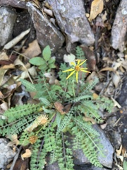 Packera millelobata