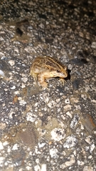 Discoglossus galganoi
