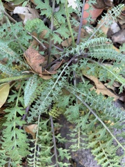 Packera millelobata