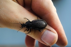 Carabus rugosus celtibericus