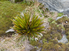 Aciphylla kirkii