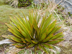 Aciphylla kirkii