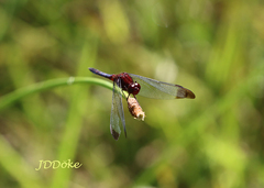 Erythrodiplax atroterminata