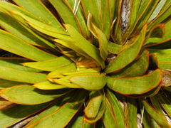 Aciphylla kirkii
