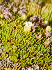 Dracophyllum muscoides