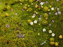 Dracophyllum muscoides