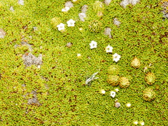 Dracophyllum muscoides