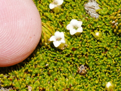 Dracophyllum muscoides