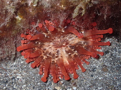 Telmatactis cricoides