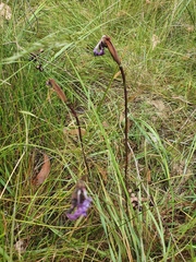 Patersonia occidentalis occidentalis