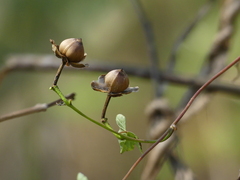Ipomoea salsettensis
