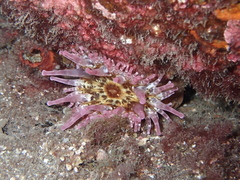 Telmatactis cricoides