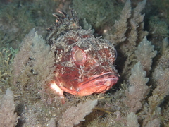 Scorpaena notata
